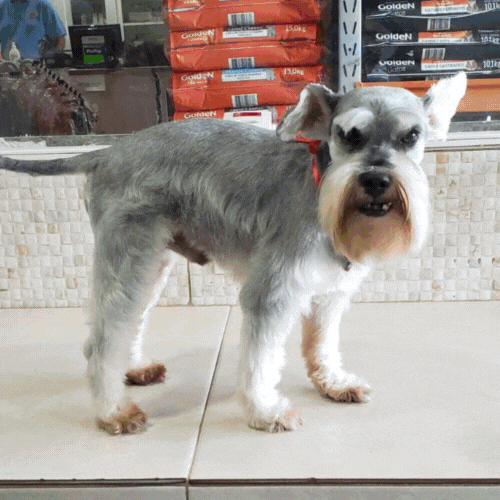 Banho em Gatos em Santo André